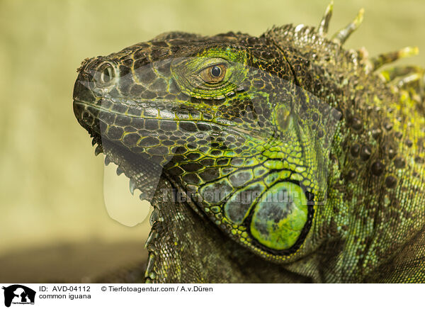 Grner Leguan / common iguana / AVD-04112
