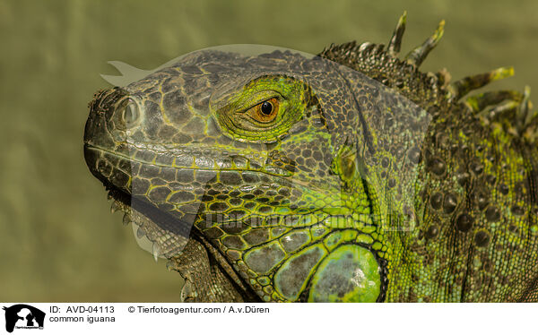 Grner Leguan / common iguana / AVD-04113