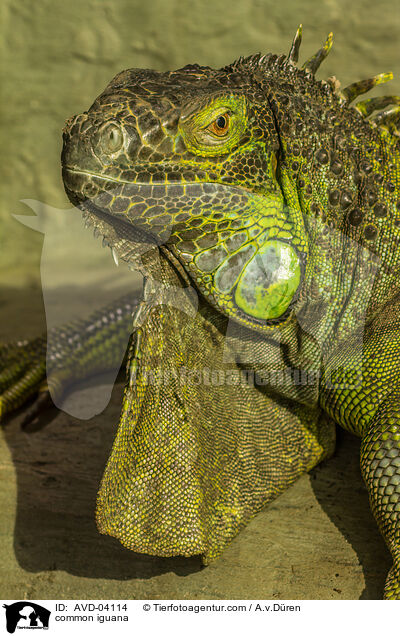 Grner Leguan / common iguana / AVD-04114