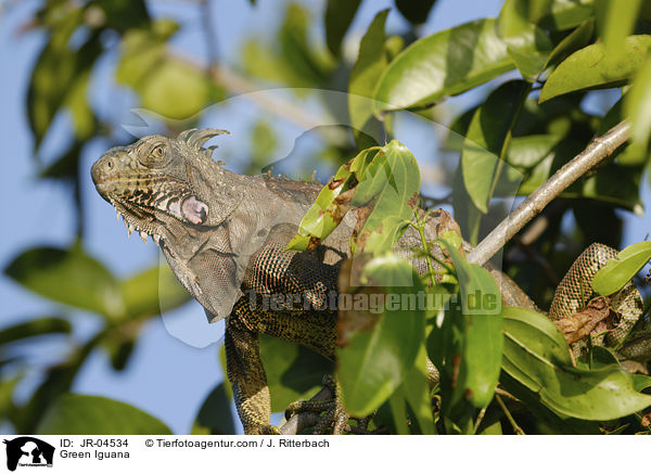 Green Iguana / JR-04534