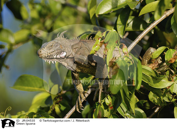 Green Iguana / JR-04535