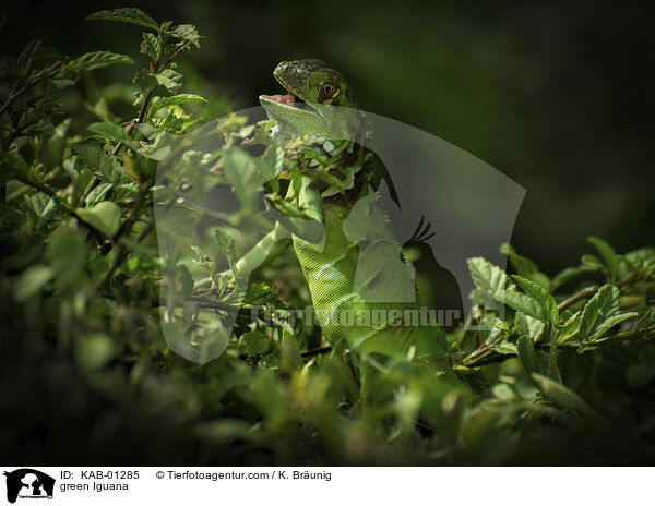 green Iguana / KAB-01285