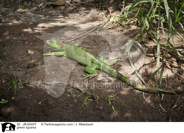 Grner Leguan / green Iguana / JR-05457