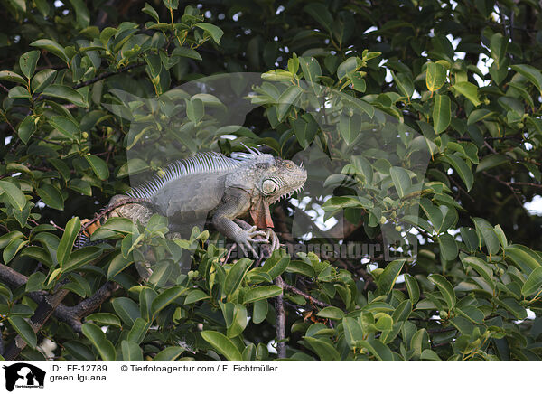 Grner Leguan / green Iguana / FF-12789