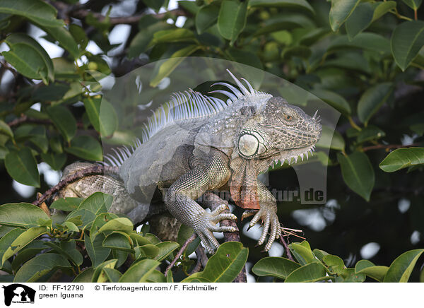green Iguana / FF-12790