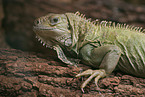 Iguana Portrait