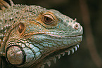 Iguana Portrait
