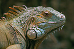 Iguana Portrait