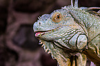 common iguana