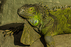 common iguana