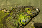 common iguana