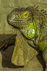 common iguana