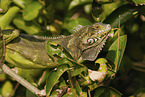 Green Iguana