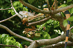 green Iguana