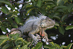 green Iguana