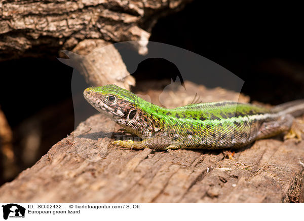Smaragdeidechse / European green lizard / SO-02432
