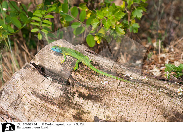 European green lizard / SO-02434