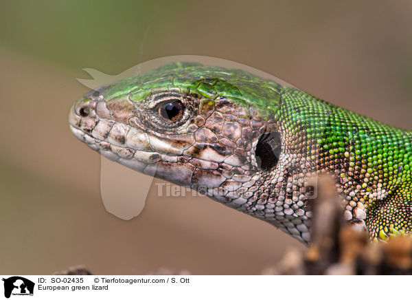 European green lizard / SO-02435