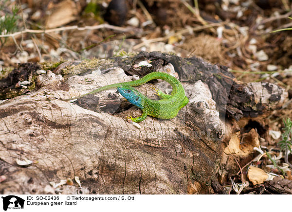 Smaragdeidechse / European green lizard / SO-02436