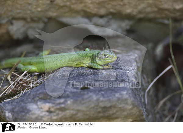 Western Green Lizard / FF-10095