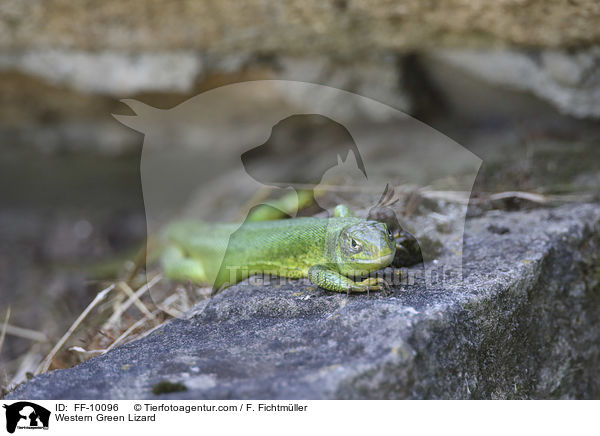 Western Green Lizard / FF-10096