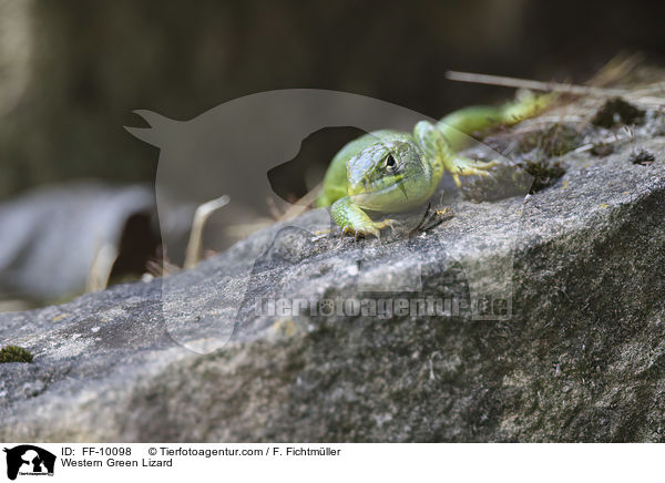 Western Green Lizard / FF-10098