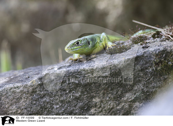 Western Green Lizard / FF-10099