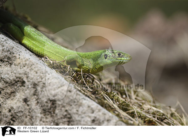 westliche Smaragdeidechse / Western Green Lizard / FF-10102