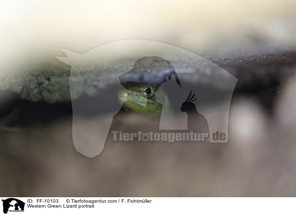 Western Green Lizard portrait / FF-10103