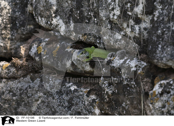 westliche Smaragdeidechse / Western Green Lizard / FF-10196
