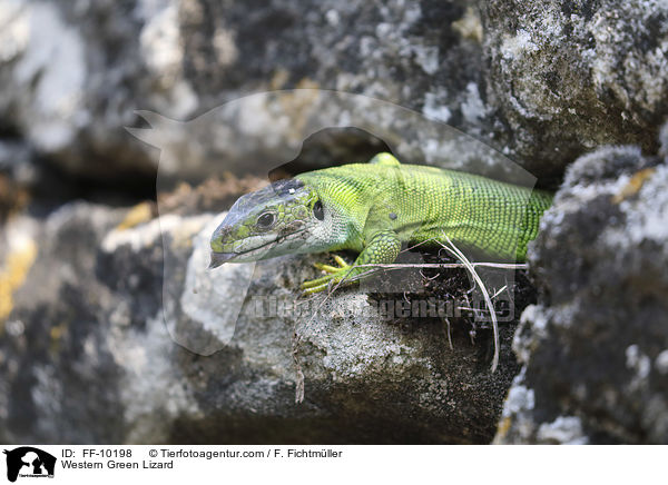 westliche Smaragdeidechse / Western Green Lizard / FF-10198