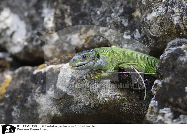 Western Green Lizard / FF-10199