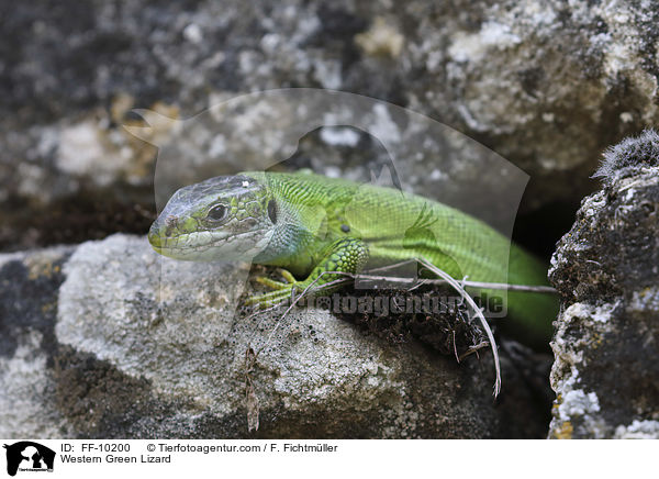 westliche Smaragdeidechse / Western Green Lizard / FF-10200