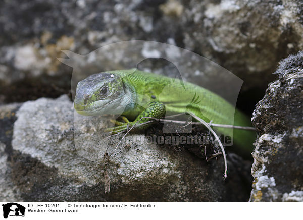 westliche Smaragdeidechse / Western Green Lizard / FF-10201