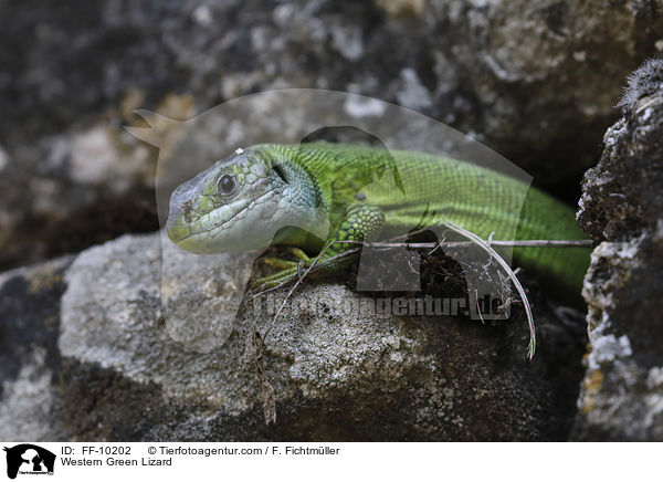 Western Green Lizard / FF-10202