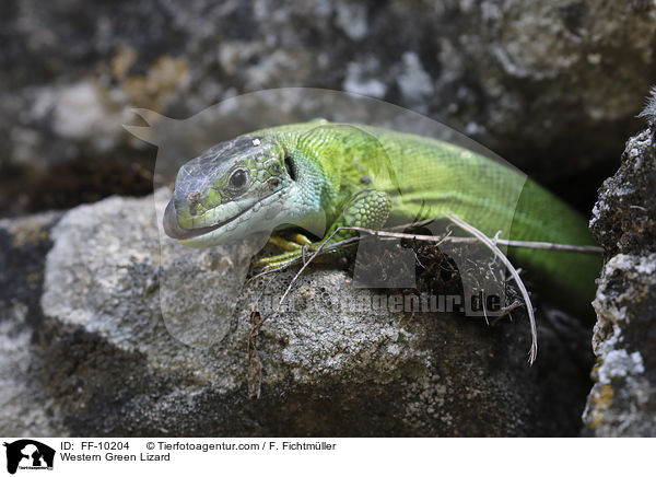 Western Green Lizard / FF-10204