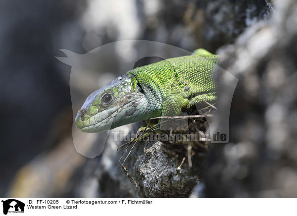 Western Green Lizard / FF-10205