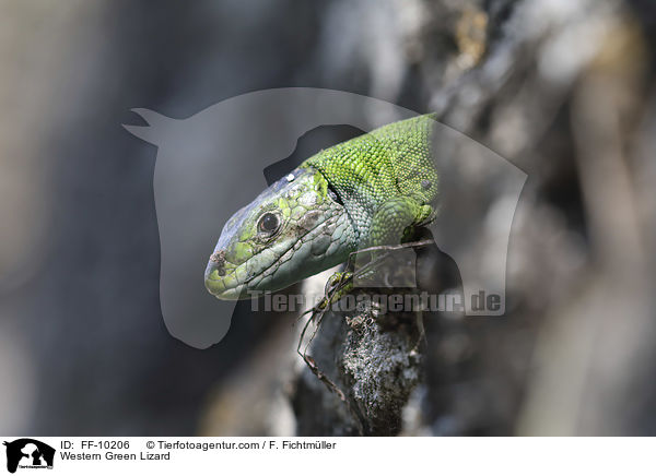Western Green Lizard / FF-10206
