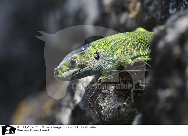 westliche Smaragdeidechse / Western Green Lizard / FF-10207