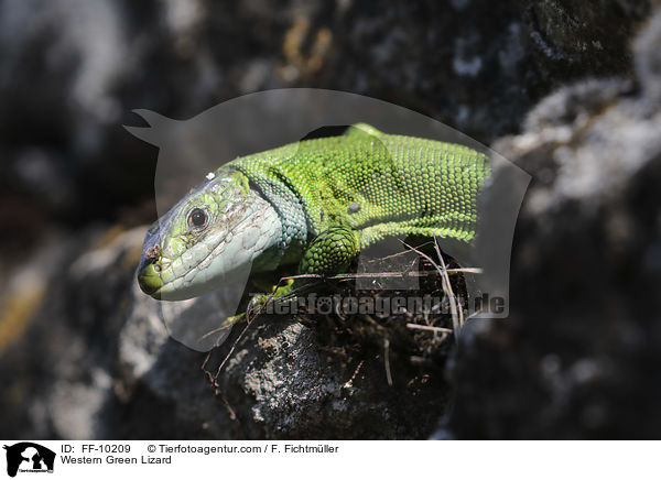 westliche Smaragdeidechse / Western Green Lizard / FF-10209