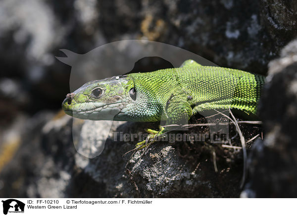 westliche Smaragdeidechse / Western Green Lizard / FF-10210