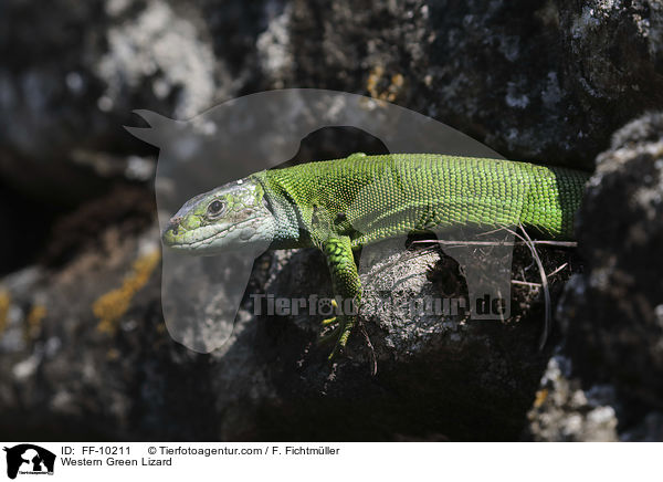 westliche Smaragdeidechse / Western Green Lizard / FF-10211