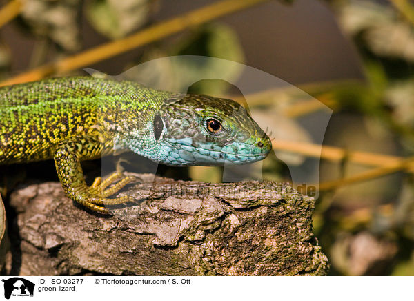 green lizard / SO-03277
