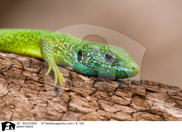 green lizard / SO-03362
