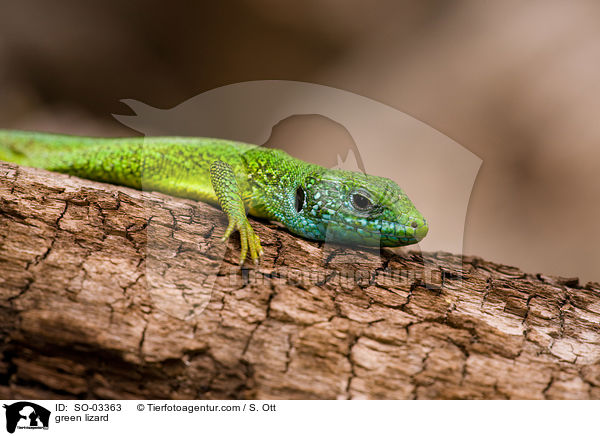 green lizard / SO-03363