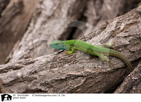 green lizard / SO-03364