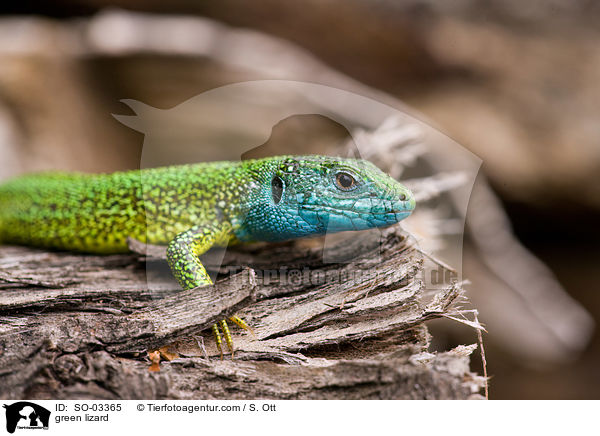 Smaragdeidechse / green lizard / SO-03365