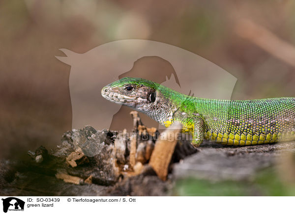 green lizard / SO-03439