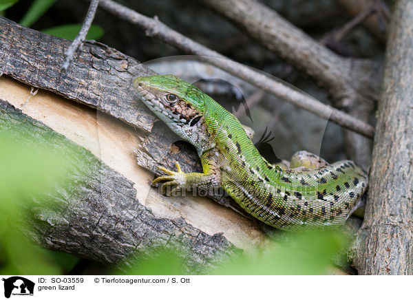 green lizard / SO-03559
