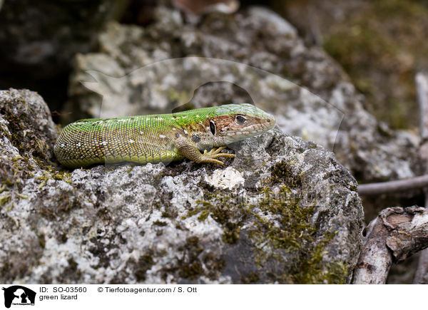 green lizard / SO-03560